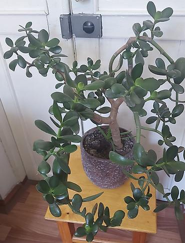 комнатный цветы: Комнатные растения в горшках: 1) Сансевиерия (Sansevieria — 4