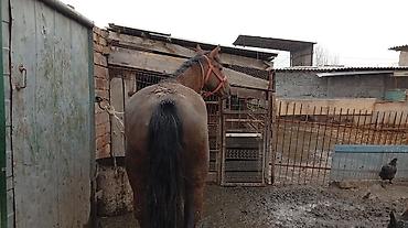 Лошади, кони: Продаю | Кобыла (самка) | На забой — 9