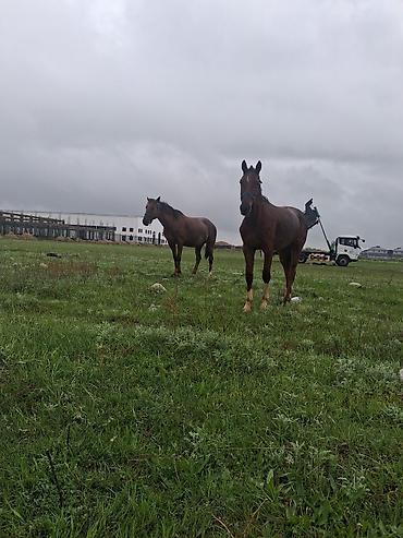 Лошади, кони: Продаю | Кобыла (самка) | Рабочий — 4