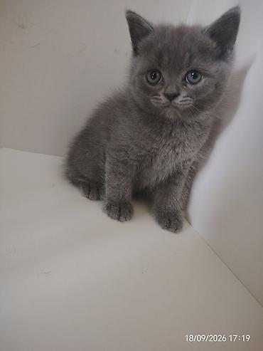 Кошки: Шотландская, Самец — 7