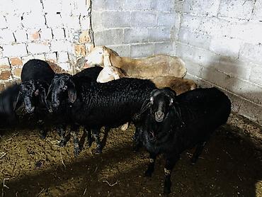 Баран, овца: Продаю | Баран (самец), Ягненок | Арашан, Гиссарская | На забой, Для разведения | Осеменитель, Племенные — 4