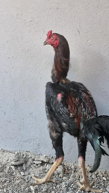 husky balası: Toyuq, Damazlıq — 8