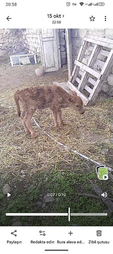 heyvanlar pisik: 1 həftəlik buzov dişi şaron sortu 800 ciddi olmayan əlaqə — 1