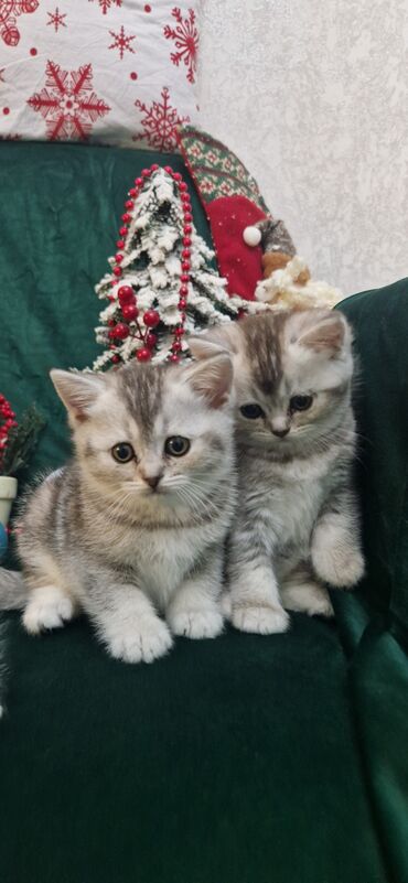 Pişiklər: Şotland, Ünvandan götürmə — 16