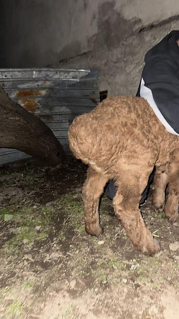 Баран, овца: Продаю | Овца (самка), Ягненок, Баран (самец) | Арашан | Для разведения — 27