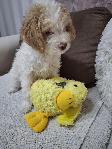 Psi: Rase: kovrdžavi štenad malog do srednjeg rasta rase Lagotto Romagnolo — 9