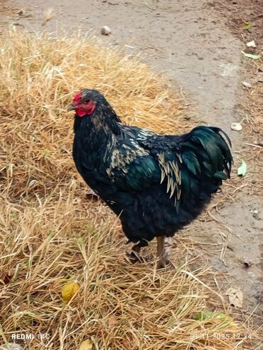 машины на продажу бишкек: Продаю | Петух, Куры | Полубрама, Бойцовая, Брама | Несушки, Для разведения