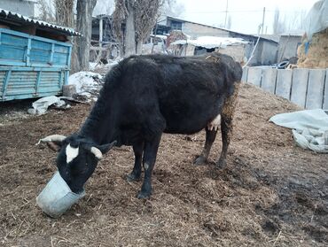 Коровы, быки: Продаю | Корова (самка) | Алатауская | Для разведения, Для молока | После отела