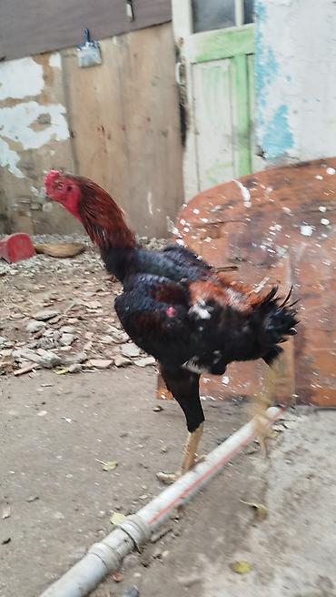 heyvan yeml: Xoruz, Heyratı, il: 1, Ünvandan götürmə — 2