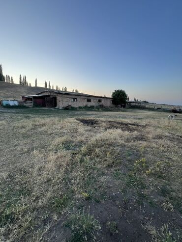 Коровы, быки: Продается кошара в селе Мураке, Московский район, территория участка 1 — 3