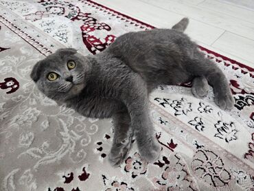 показы 1 354 72 договорная кошка даром британская короткошёрстная 1 год мальчик метис 2 позвонить написать: Скотиш Фолд, шотландский вислоухий голубого окраса. котёнок мальчик 5