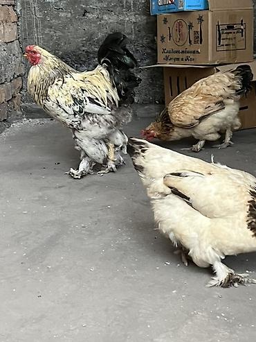 куры живые: Продаю | Куры | Брама | Для разведения — 4
