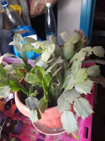 бугенвиллия фото: Продаю цветок декабрист.розовым цветом цветет.сделаем скидку.Пишите на