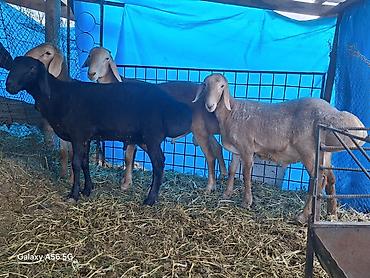 Баран, овца: Продаю | Баран (самец) | Арашан at lalafo.kg — 6 Баран, овца: Продаю | Баран (самец) | Арашан — 6