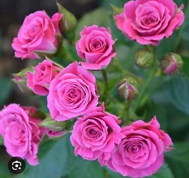 Роза: Саженцы Самовывоз at lalafo.kg — 6 Роза: Саженцы Самовывоз — 6