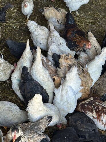 корелла попугай: Домашние куры и петухи