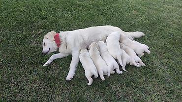 itlee: Retriever, 1 ay — 2