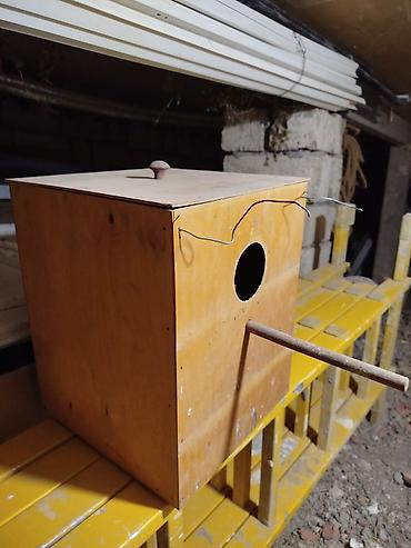 dovşan ucun qəfəs: Taxta quş qəfəsi və yuvalama qutusu dəsti - Material: möhkəm taxta — 4