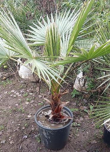 çöl sarmaşığı: Ventil yarpıqlı palma (Washingtonia filifera/robusta tipli) – qara — 2