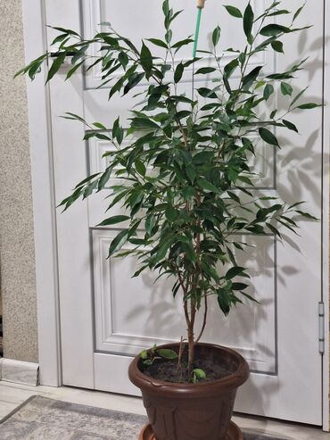 Фикусы: Срочно срочно не дорого каждая по 1500 сомов. Продаю комнатные — 5