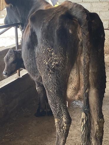 Коровы, быки: Продаю | Корова (самка) | Для молока | После отела — 9