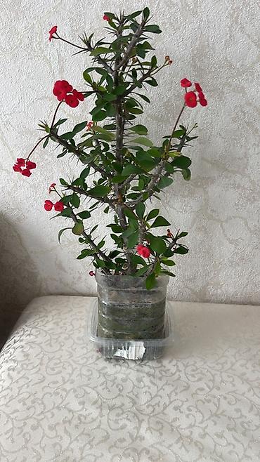 nokia yarpaq: Ev bitkiləri kolleksiyası - Euphorbia milii (Tikanlı tac) – qırmızı — 3