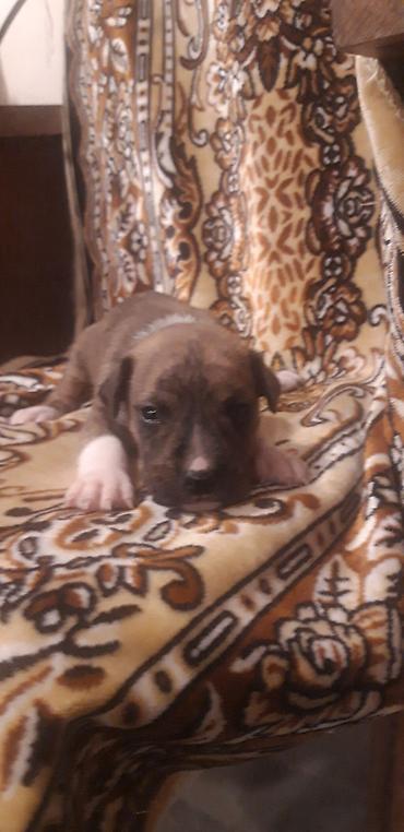 İtlər: Pitbul — 8