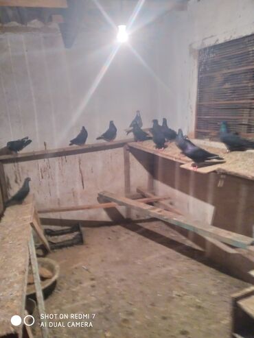 шотландская вислоухая длинношерстная кошка: Продаю амереканцов оптом от 6 до 7 пар