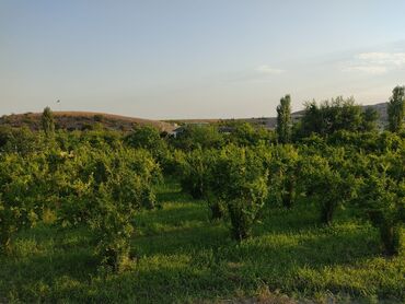 qobu lökbatan yolunda kreditlə satılan torpaqlar: 19 sot