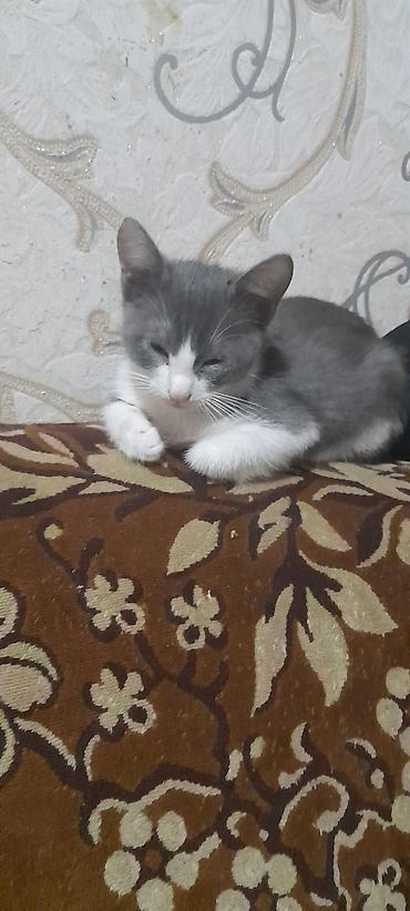 tap az ev quslari: Yaxşı əllərə — 2