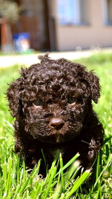 Psi: Lagotto Romagnolo štenci dostupni u odgajivačnici Ideal Dale Otkrijte — 11