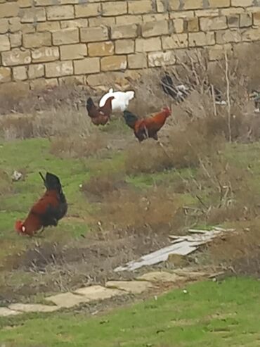 Toyuqlar: Salam xoruzlar satılır 6 aylıq xoruzlardır inkivatortdan çıxan cücələr — 3