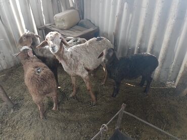 овцы каракол: Продаю | Овца (самка), Ягненок | Арашан | Для разведения