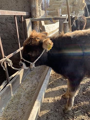 Коровы, быки: Продаю | Тёлка, Музоо, торпок | На откорм, На забой, Для разведения at lalafo.kg — 7 Коровы, быки: Продаю | Тёлка, Музоо, торпок | На откорм, На забой, Для разведения — 7