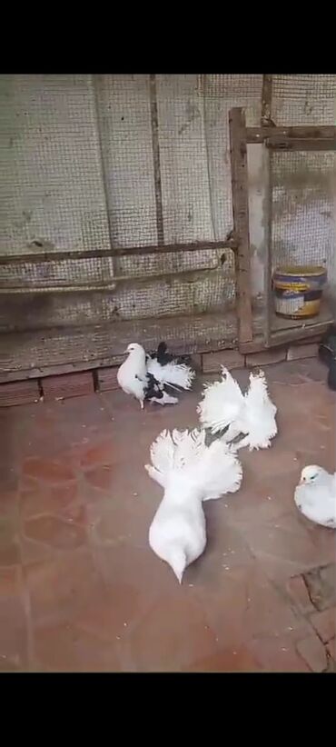 купить собаку в бишкеке: Salam pavlinlər satılır Rusiya və Alman sortudu bir ədədi 10manata lalafo.az -da купить собаку в бишкеке: Salam pavlinlər satılır Rusiya və Alman sortudu bir ədədi 10manata