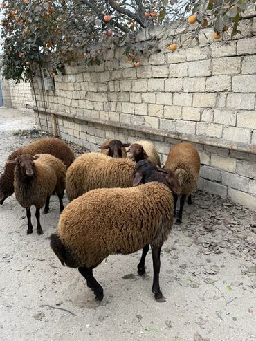 Qoyunlar, qoçlar: Erkək, Qala, il: 1, 65 kq, Damazlıq, Ünvandan götürmə — 1