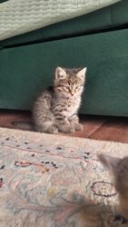 домик для кошка: Кошка даром: Сибирская, 2 месяца, Девочка, Метис, Приучена к лотку