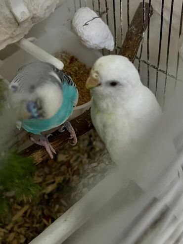 deve quşu: Dalğalı tutuquşular cütü - Növ: Budgerigar (dalğalı tutuquşu) -