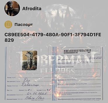 İtlər: Doberman, Dişi, Peyvəndli — 9