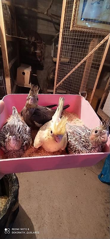 Tutuquşları: Salam. TAM SAĞLAM VİTAMİNLƏR PROFESSİONAL BİT DƏRMANİ VURULUB VƏ — 15