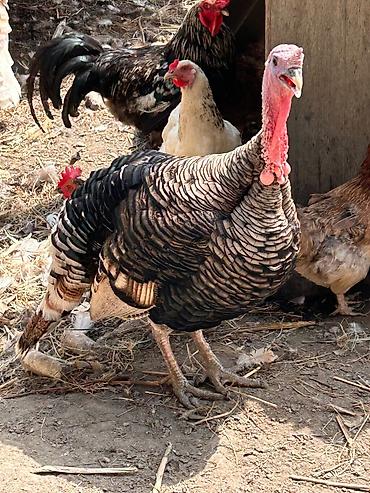 hinduşka: Dişi, Damazlıq — 3