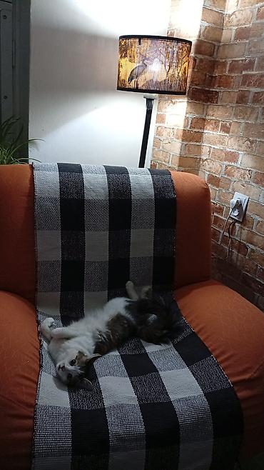 Отдам даром кошку: Домашняя кошка с пушистым хвостом - Окрас: бело-табби (белая грудь и — 9