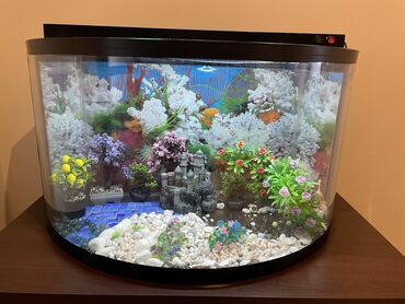 клетки для хомяков: Böyük akvarium, işığı var, içindeki her bir şey dekorativ bitkiler