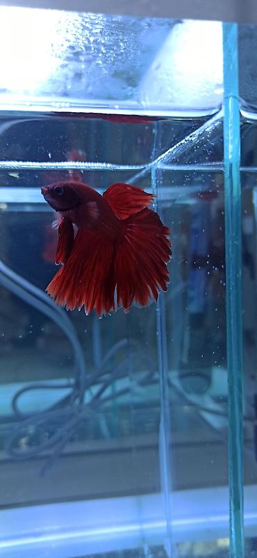 Balıqlar: Betta (Petuşok balığı), Ünvandan götürmə — 8