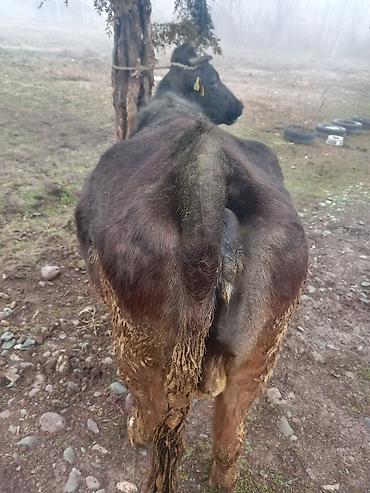 Коровы, быки: Продаю | Корова (самка) | На откорм | Привязанные — 8