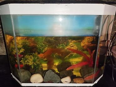 Аквариумы: Akvarium dəsti satılır. Dəstə şəkildə görünən akvarium və onun üçün — 5