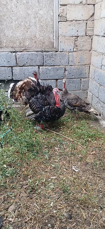 куры петухи: Продаю | Индюк (самец) | Полукровка | Для разведения — 4