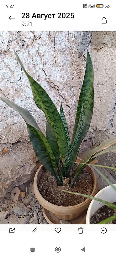 Диффенбахии: Диффенбахия и денежное дерево (толстянка) в горшках Что предлагается — 9