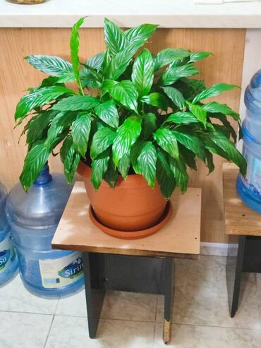 Otaq bitkiləri: Otaq bitkiləri dəsti – dibçəklərlə birlikdə. Zəhmət olmasa zəng edin — 4