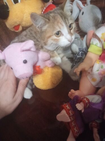 Pişiklər: Şotland toppuş az tüklü ba la şirindi tippusdu — 8